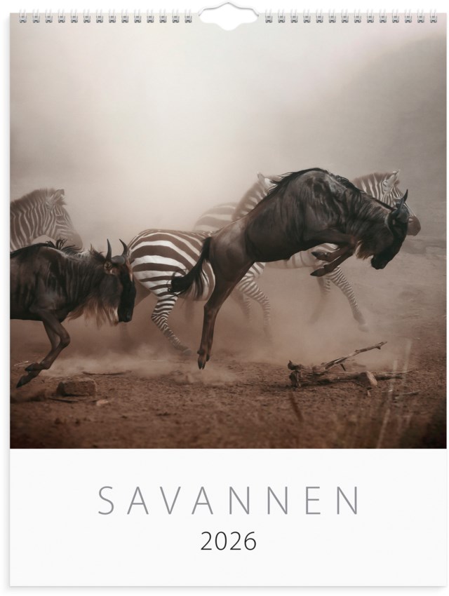Almanacka Burde Väggkalender Savannen - 1